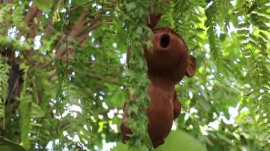 Ağacın üzerindeki güzel çömlek heykeli, stok görüntüleri.