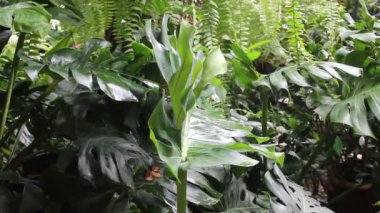 Bahçede yeşil yapraklar, tropik bitki, stok görüntüleri