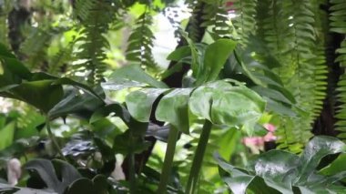 Bahçede süslenmiş tropik yeşil yapraklar.