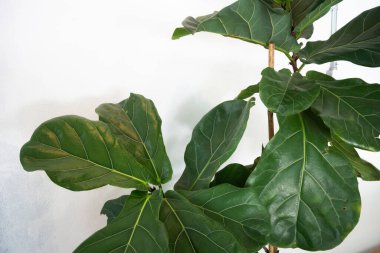 İç yeşil yapraklar, saksı, stok fotoğrafı.