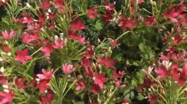 Ağaç pazarında kırmızı bitki aranıyor, borsa görüntüleri.