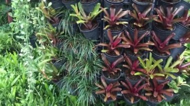 Dikey bitki kabı görüntüsü, stok görüntüsü aranıyor