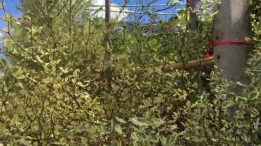 Yeşil yaprak ağacı boyunca yürüyorum.