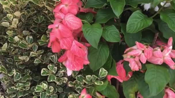 Auf Der Suche Nach Schöner Blume Auf Dem Pflanzenmarkt Archivmaterial — Stockvideo