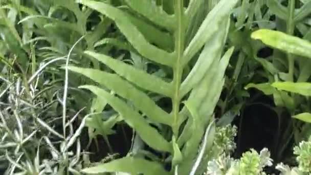 Procura Mercado Plantas Samambaia Imagens Estoque — Vídeo de Stock