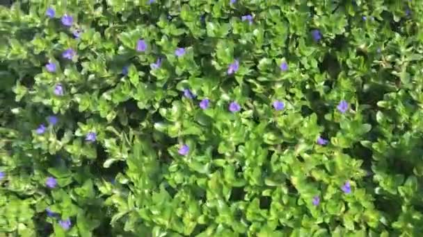 Recherche Lotus Sur Marché Des Plantes Images Stock — Video