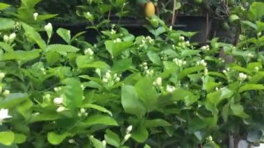 Yasemin bitkileriyle, stok görüntüleriyle