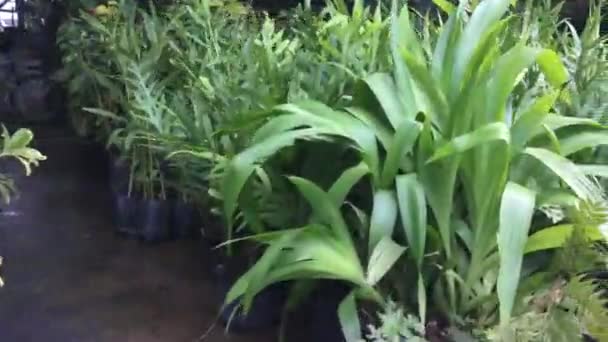 Caminhando Mercado Plantas Verdes Imagens Estoque — Vídeo de Stock