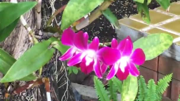 Άγρια Ορχιδέα Ροζ Λουλούδι Ανθίζει Πλάνα Αρχείου — Αρχείο Βίντεο
