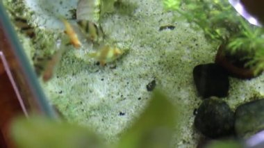 Üst görüntüde en az akvaryum, stok görüntüler