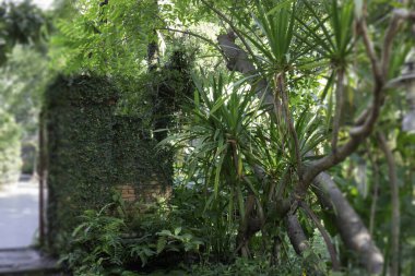 Yazın tropik bahçe bitkileri, stok fotoğrafı.