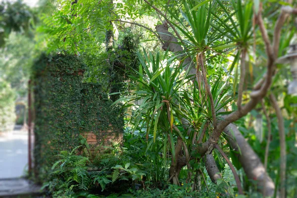 Tropische Gartenpflanzen Sommer Archivbild — Stockfoto