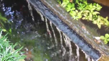 Bahçedeki su akvaryumu, stok görüntüleri.