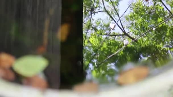 反射木と水魚タンク ストック映像 — ストック動画