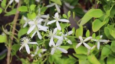 Chiang Mai, Tayland 'daki yeşillik ve ağaç pazarının rahatlatıcı görüntüsü.