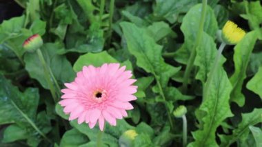 Chiang Mai, Tayland 'daki yeşillik ve ağaç pazarının rahatlatıcı görüntüsü.