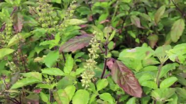 Chiang Mai, Tayland 'daki yeşillik ve ağaç pazarının rahatlatıcı görüntüsü.