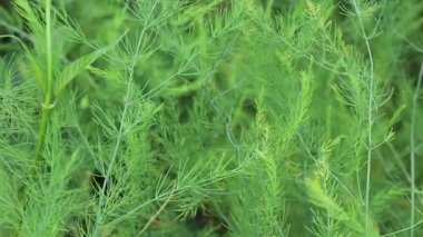 Chiang Mai, Tayland 'daki yeşillik ve ağaç pazarının rahatlatıcı görüntüsü.