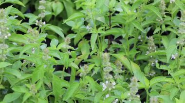 Chiang Mai, Tayland 'daki yeşillik ve ağaç pazarının rahatlatıcı görüntüsü.