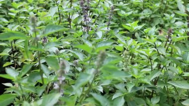 Chiang Mai, Tayland 'daki yeşillik ve ağaç pazarının rahatlatıcı görüntüsü.