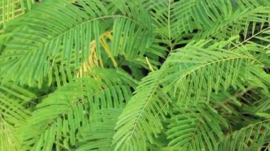 Chiang Mai, Tayland 'daki yeşillik ve ağaç pazarının rahatlatıcı görüntüsü.