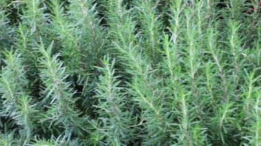 Chiang Mai, Tayland 'daki yeşillik ve ağaç pazarının rahatlatıcı görüntüsü.