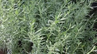 Chiang Mai, Tayland 'daki yeşillik ve ağaç pazarının rahatlatıcı görüntüsü.