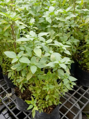 Tropik yeşillik bitkisinin doğal manzarası, stok fotoğrafı.