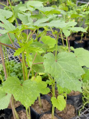 Tropik yeşillik bitkisinin doğal manzarası, stok fotoğrafı.