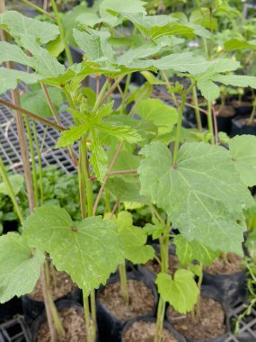 Tropik yeşillik bitkisinin doğal manzarası, stok fotoğrafı.