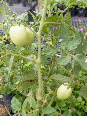 Tropik yeşillik bitkisinin doğal manzarası, stok fotoğrafı.