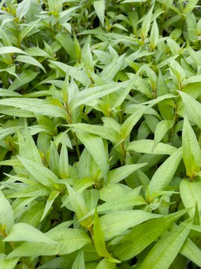 Tropik yeşillik bitkisinin doğal manzarası, stok fotoğrafı.