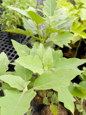 Tropik yeşillik bitkisinin doğal manzarası, stok fotoğrafı.