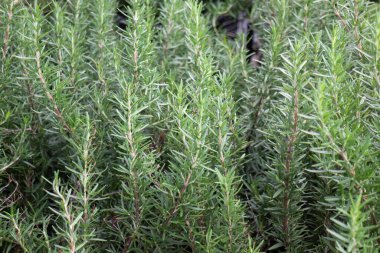 Tropik yeşillik bitkisinin doğal manzarası, stok fotoğrafı.