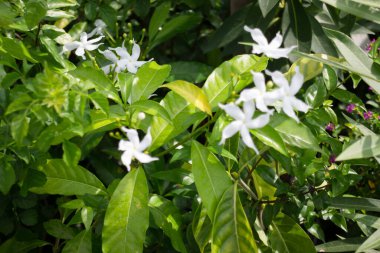 Tropik yeşillik bitkisinin doğal manzarası, stok fotoğrafı.