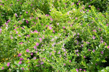 Tropik yeşillik bitkisinin doğal manzarası, stok fotoğrafı.