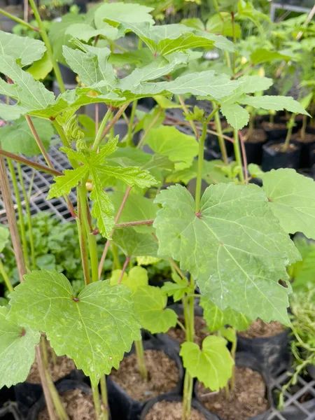 Tropik yeşillik bitkisinin doğal manzarası, stok fotoğrafı.