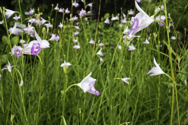 Tropik yeşillik bitkisinin doğal manzarası, stok fotoğrafı.
