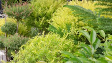 Tropik yeşillik bitkisinin doğal manzarası, stok fotoğrafı.