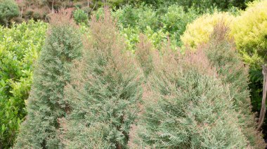 Tropik yeşillik bitkisinin doğal manzarası, stok fotoğrafı.