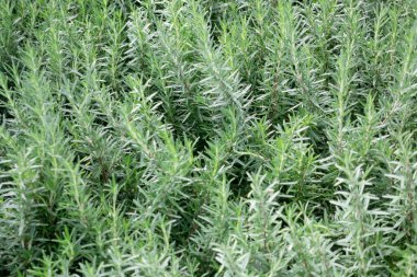 Tropik yeşillik bitkisinin doğal manzarası, stok fotoğrafı.