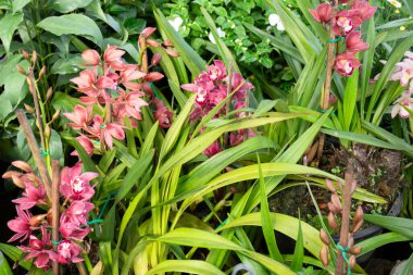 Tropik yeşillik bitkisinin doğal manzarası, stok fotoğrafı.