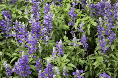 Tropik yeşillik bitkisinin doğal manzarası, stok fotoğrafı.