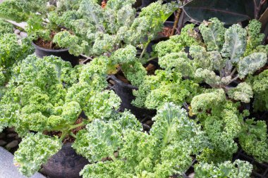Tropik yeşillik bitkisinin doğal manzarası, stok fotoğrafı.