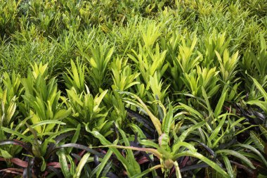Tropik yeşillik bitkisinin doğal manzarası, stok fotoğrafı.