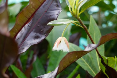 Tropik yeşillik bitkisinin doğal manzarası, stok fotoğrafı.