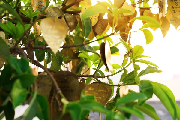 dini bronz plaka dileklerimle. Tapınak Big Buddha yüksek tepenin Phuket Tayland. sabah ve yükselen güneş sakin