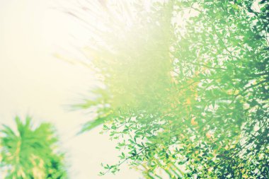 Tropikal ağaçların güneş ışığı doğa arka plan bahar Pastel Vintage Renk tonlu