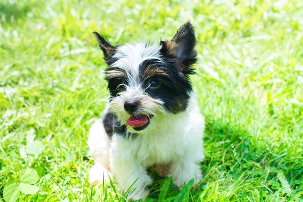 köpek yavrusu safkan siyah-beyaz Biewer Yorkshire terrier güneşli gün çim çayır. Küçük boyutlu doğurmak-in köpek uzun doğrudan yün ile. Latince adı Canis lupus familiaris. Menşei Almanya. Dekoratif köpek