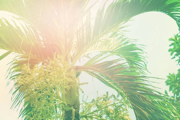 Trópusi Háttér Pálma Fák Nap Könnyű Holiday Utazási Design Tónusú — Stock Fotó